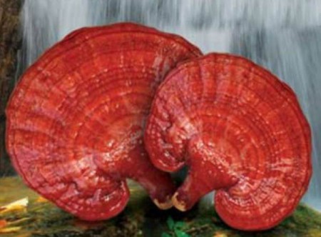 Ganoderma Lucidum -  Reishi gljiva   