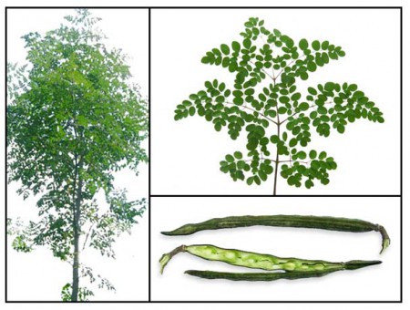 Moringa oleifera     -Moringa
